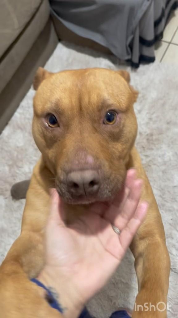 Pitbull Caramelo, cachorro de porte médio para adoção em Passo Fundo - RS