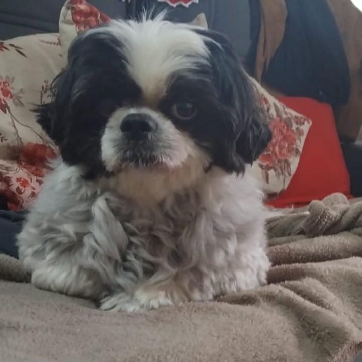 Floquinhos, cachorro de porte pequeno para adoção em Passo Fundo - RS