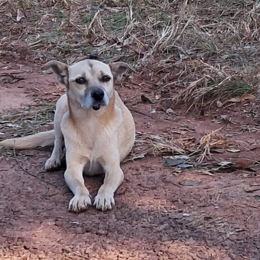 Linda, cadela de porte médio para adoção em Passo Fundo - RS