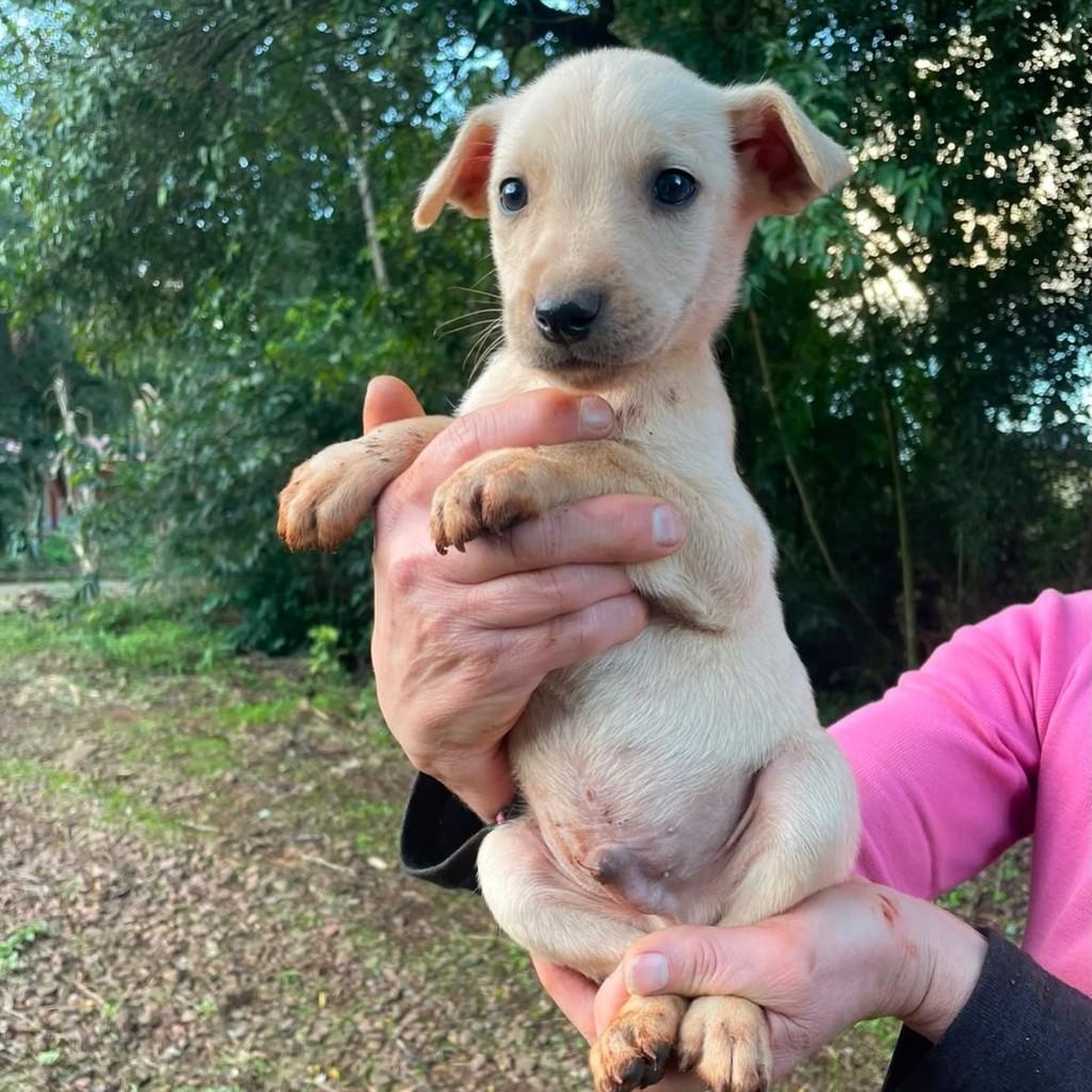 Stiven, cachorro de porte médio para adoção em Passo Fundo - RS