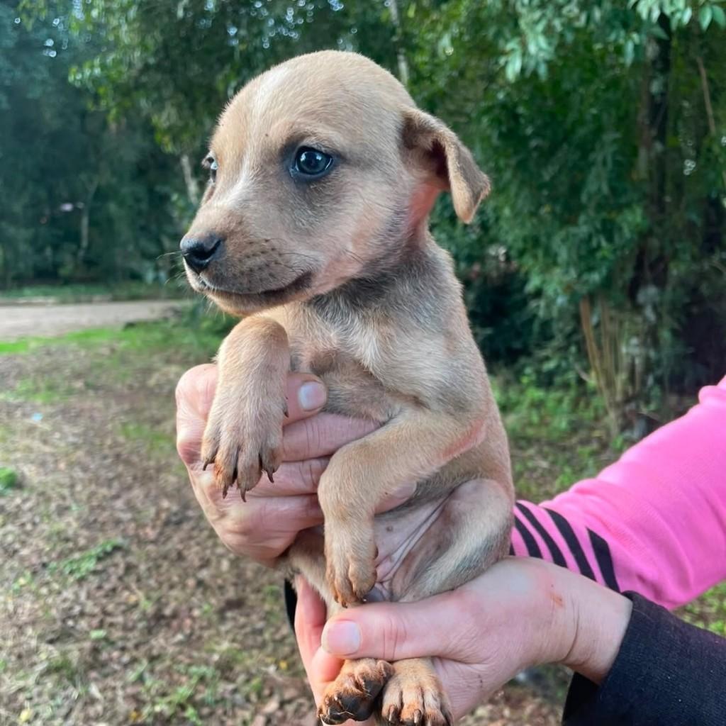 Catarina, cachorro de porte médio para adoção em Passo Fundo - RS