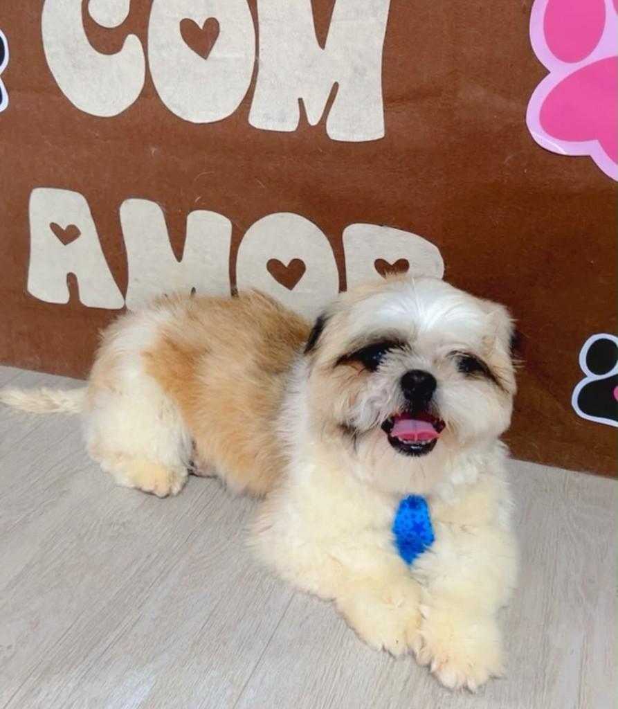 Benji, cachorro de porte médio para adoção em Passo Fundo - RS