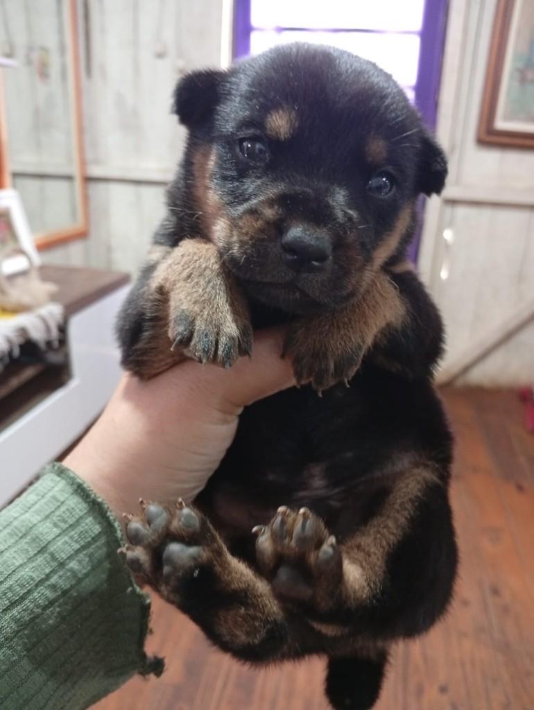 Noah, cachorro de porte pequeno para adoção em Passo Fundo - RS