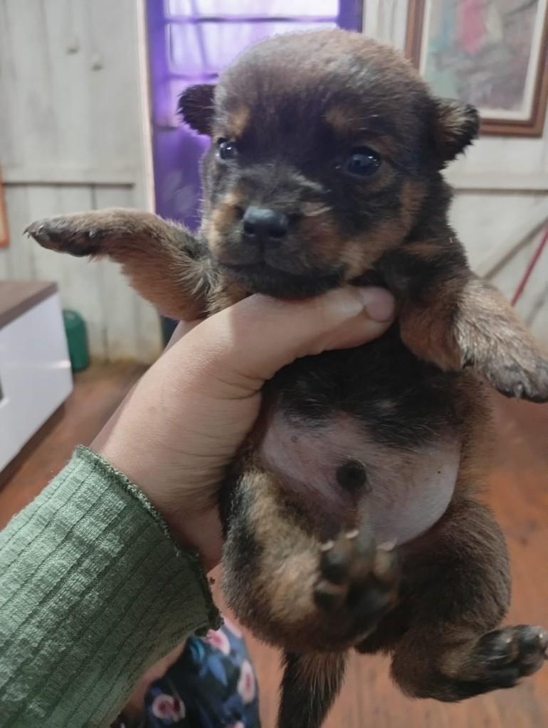 Bento, cachorro de porte pequeno para adoção em Passo Fundo - RS