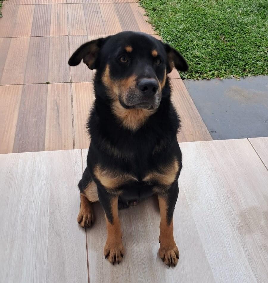 Pipoca, cachorro de porte médio para adoção em Passo Fundo - RS