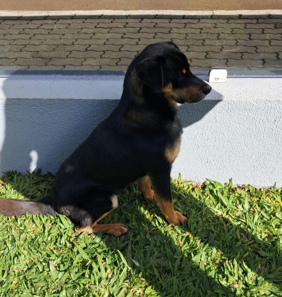 Pipoca, cachorro de porte médio para adoção em Passo Fundo - RS — foto 2 de 7