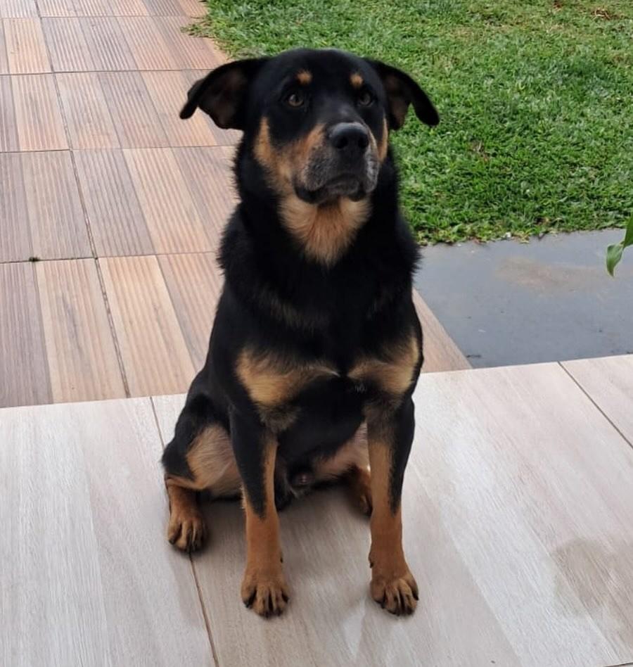 Pipoca, cachorro de porte médio para adoção em Passo Fundo - RS — foto 3 de 7