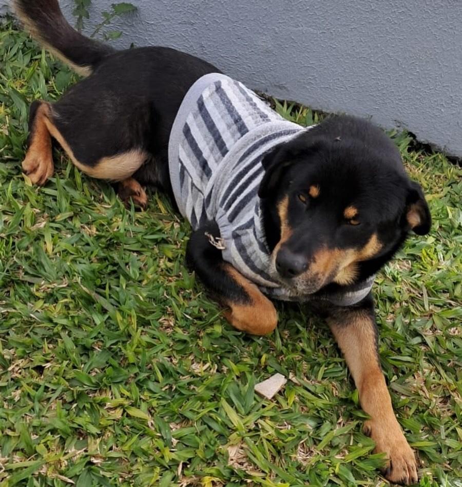 Pipoca, cachorro de porte médio para adoção em Passo Fundo - RS — foto 4 de 7