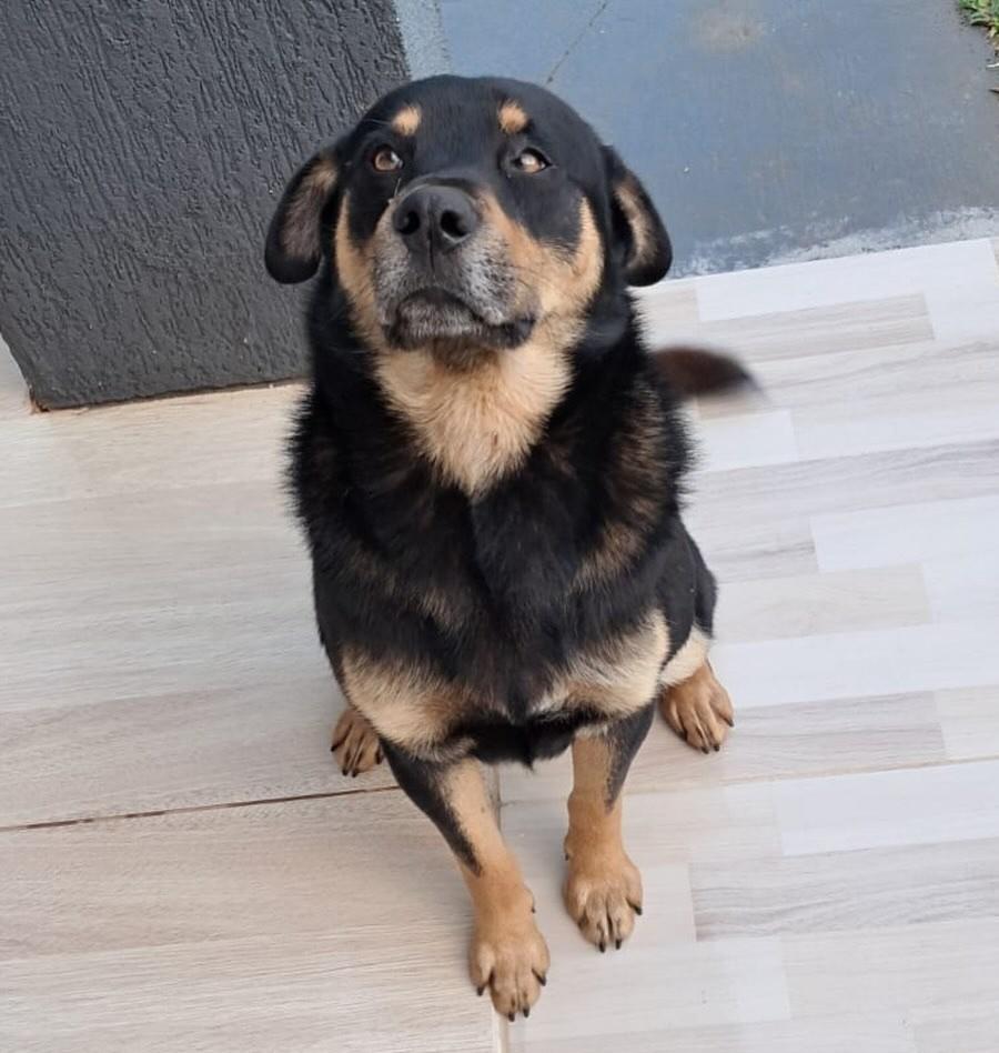 Pipoca, cachorro de porte médio para adoção em Passo Fundo - RS — foto 5 de 7