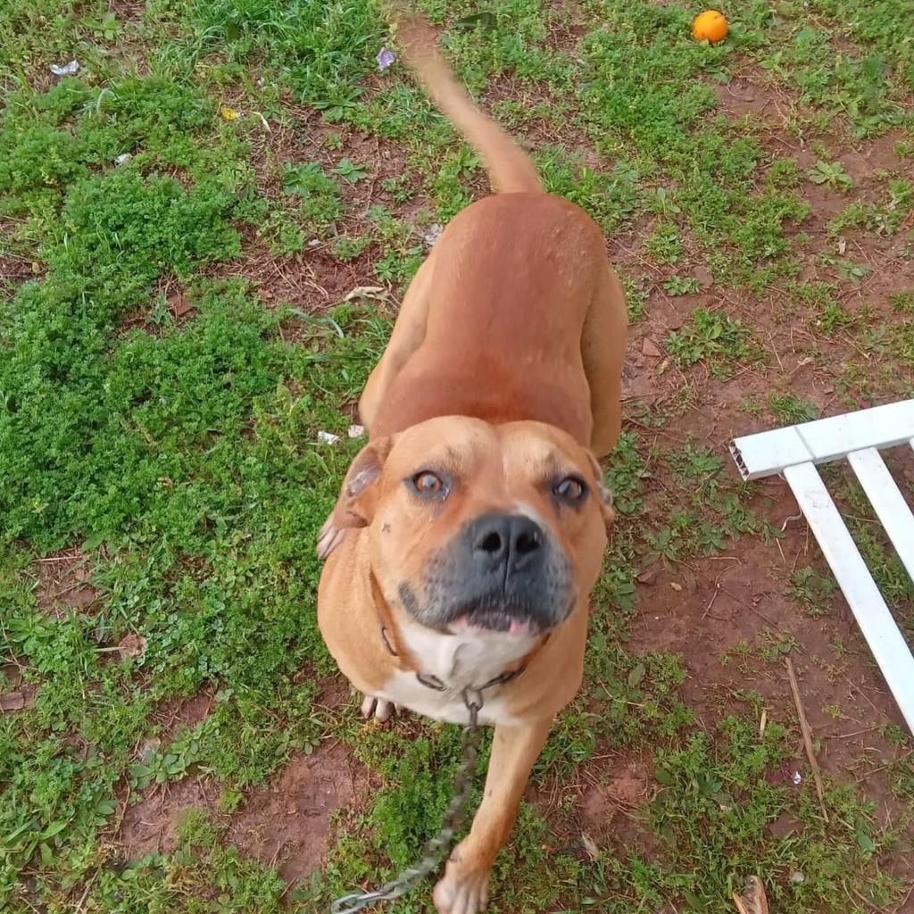 Bruce, cachorro de porte médio para adoção em Passo Fundo - RS