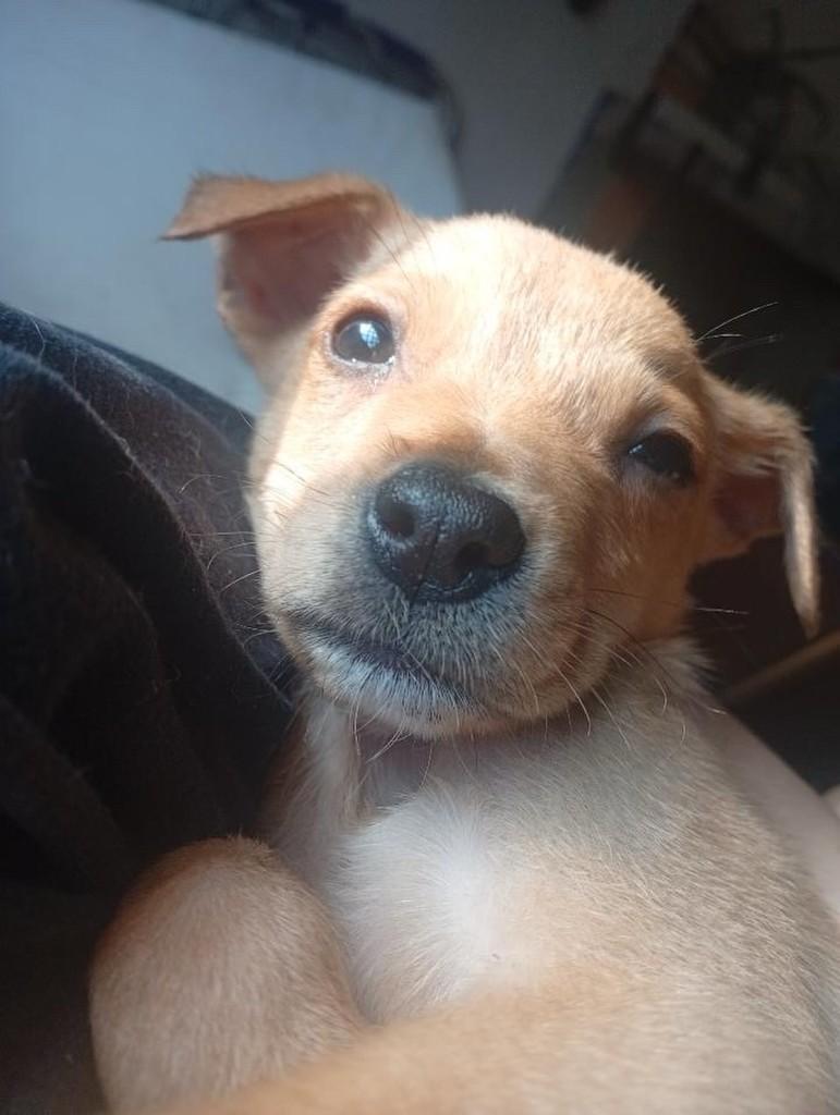 Pingo, cachorro de porte médio para adoção em Passo Fundo - RS