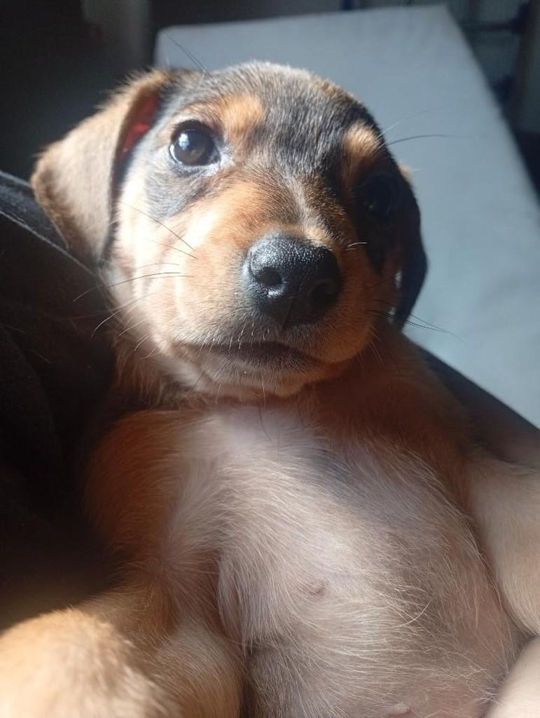 Jasper, cachorro de porte pequeno para adoção em Passo Fundo - RS