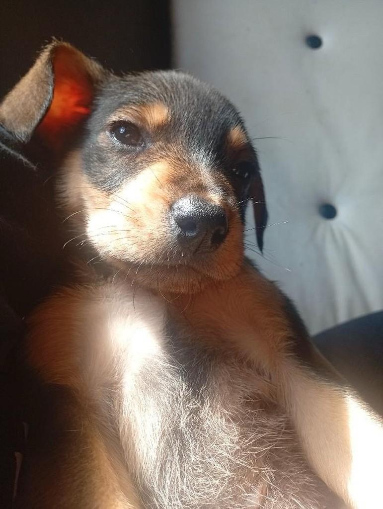 Isaac, cachorro de porte médio para adoção em Passo Fundo - RS