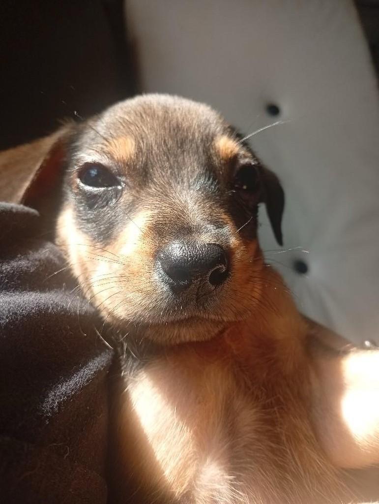 Ozzy, cachorro de porte médio para adoção em Passo Fundo - RS