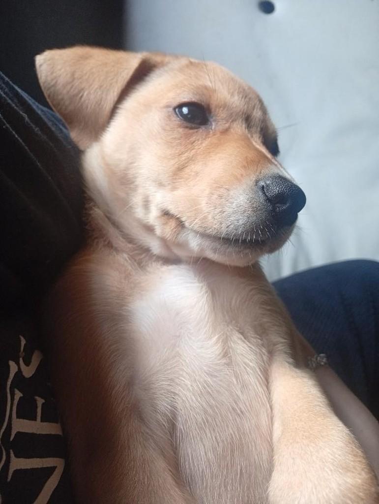 Marley, cachorro de porte médio para adoção em Passo Fundo - RS