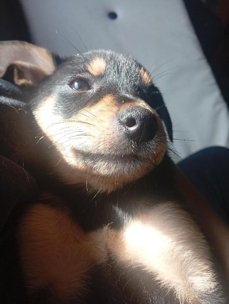 Maggie, cachorro de porte médio para adoção em Passo Fundo - RS
