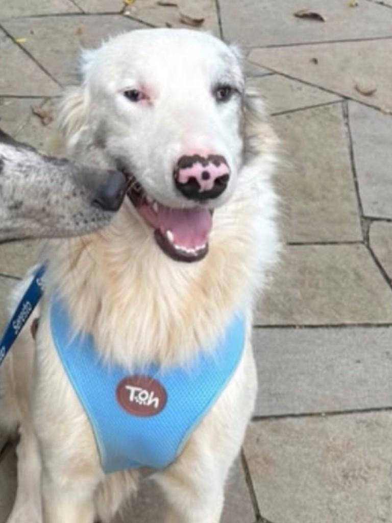 Frederico, cachorro de porte médio para adoção em Passo Fundo - RS