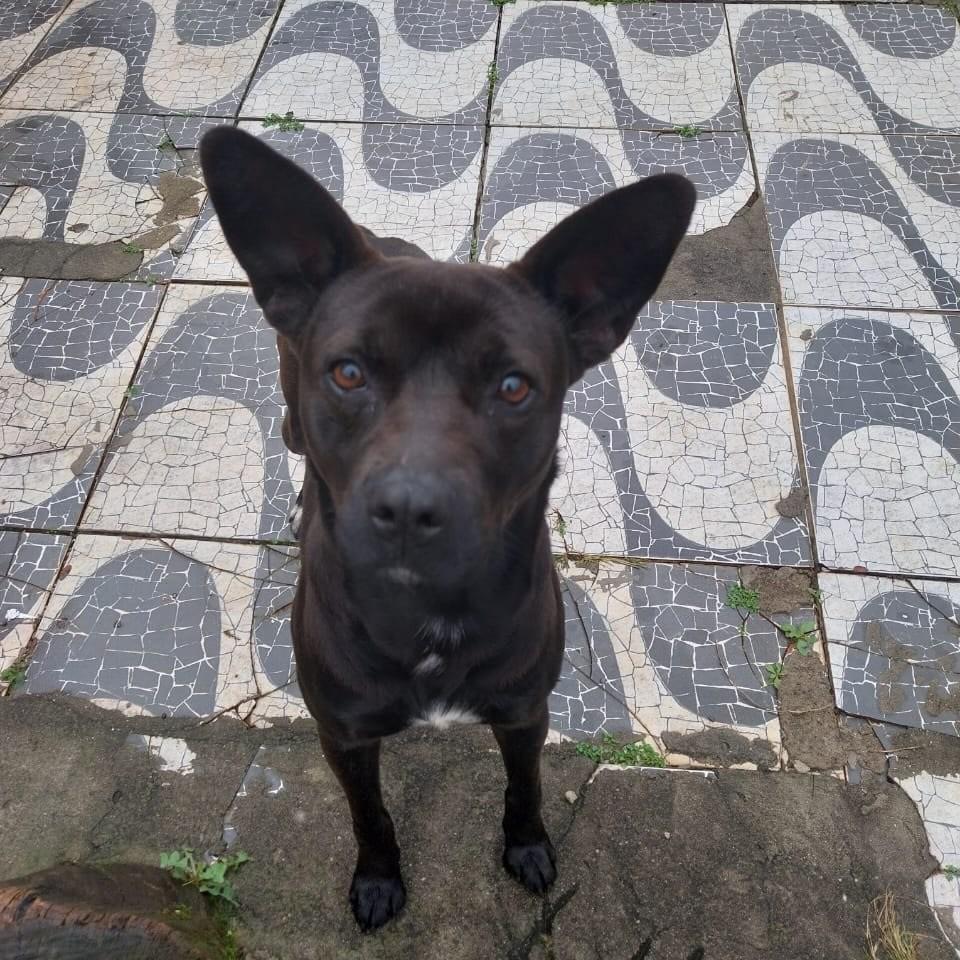 Eros, cachorro de porte pequeno para adoção em Passo Fundo - RS