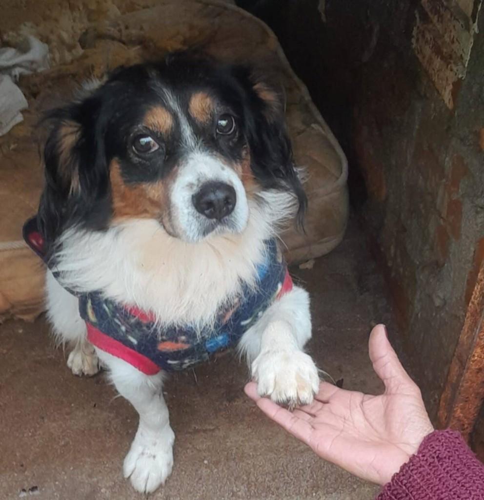 Branquinho, cachorro de porte pequeno para adoção em Passo Fundo - RS
