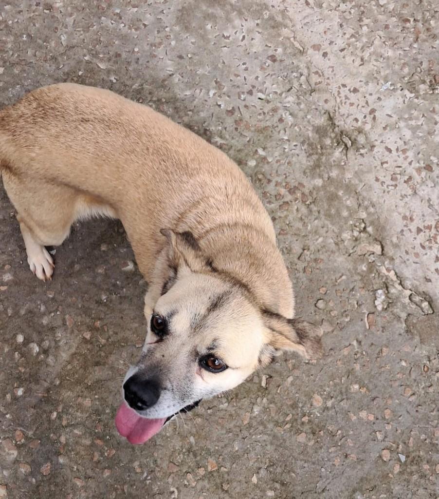 Chanel, cadela de porte pequeno para adoção em Passo Fundo - RS