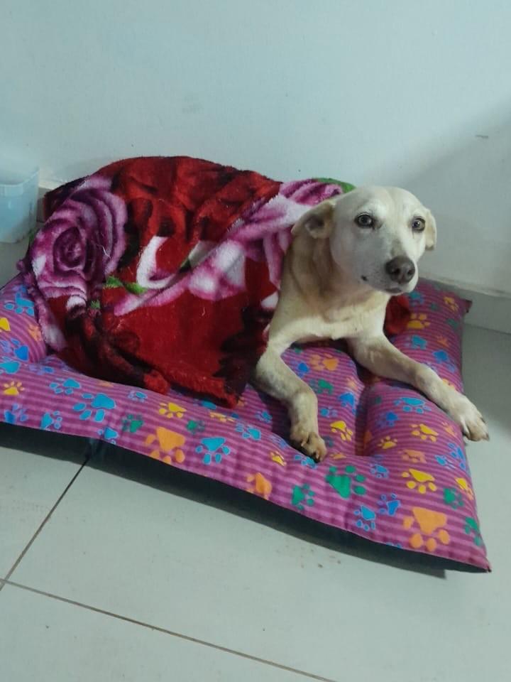 Milana, cadela de porte médio para adoção em Passo Fundo - RS
