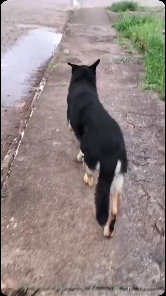 Heidi, cachorro de porte grande para adoção em Passo Fundo - RS