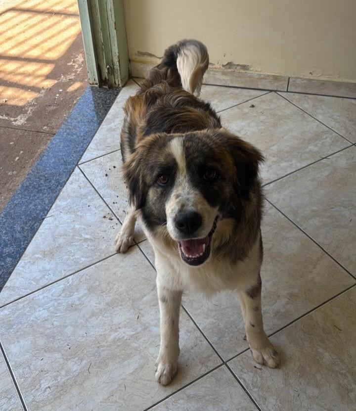 Flock, cachorro de porte grande para adoção em Passo Fundo - RS
