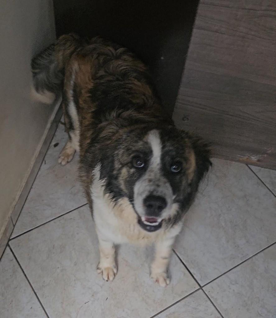 Flock, cachorro de porte grande para adoção em Passo Fundo - RS — foto 2 de 2