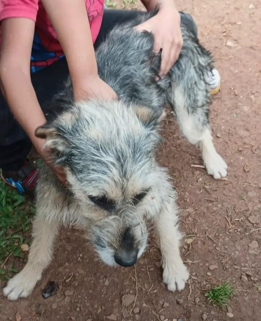 Fiapo de Manga, cadela de porte médio para adoção em Passo Fundo - RS