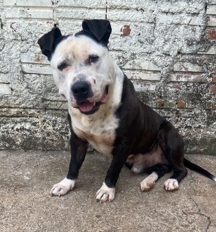 Malbec, cachorro de porte grande para adoção em Passo Fundo - RS