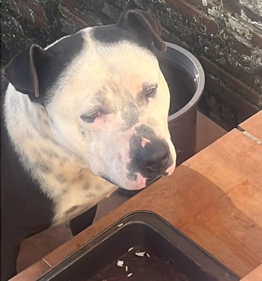 Malbec, cachorro de porte grande para adoção em Passo Fundo - RS — foto 2 de 2