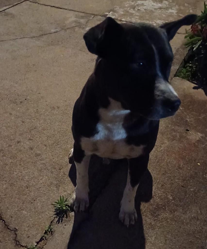 Pitt, cachorro de porte médio para adoção em Passo Fundo - RS