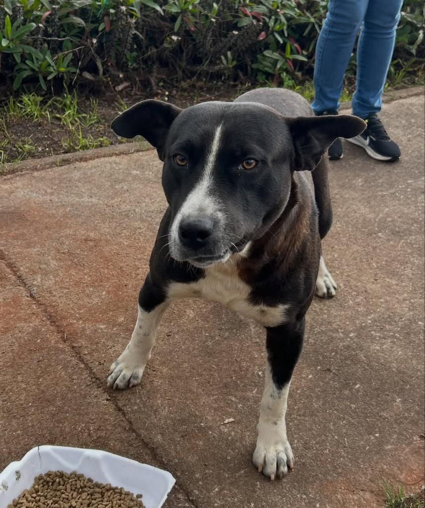Pitt, cachorro de porte médio para adoção em Passo Fundo - RS — foto 2 de 4