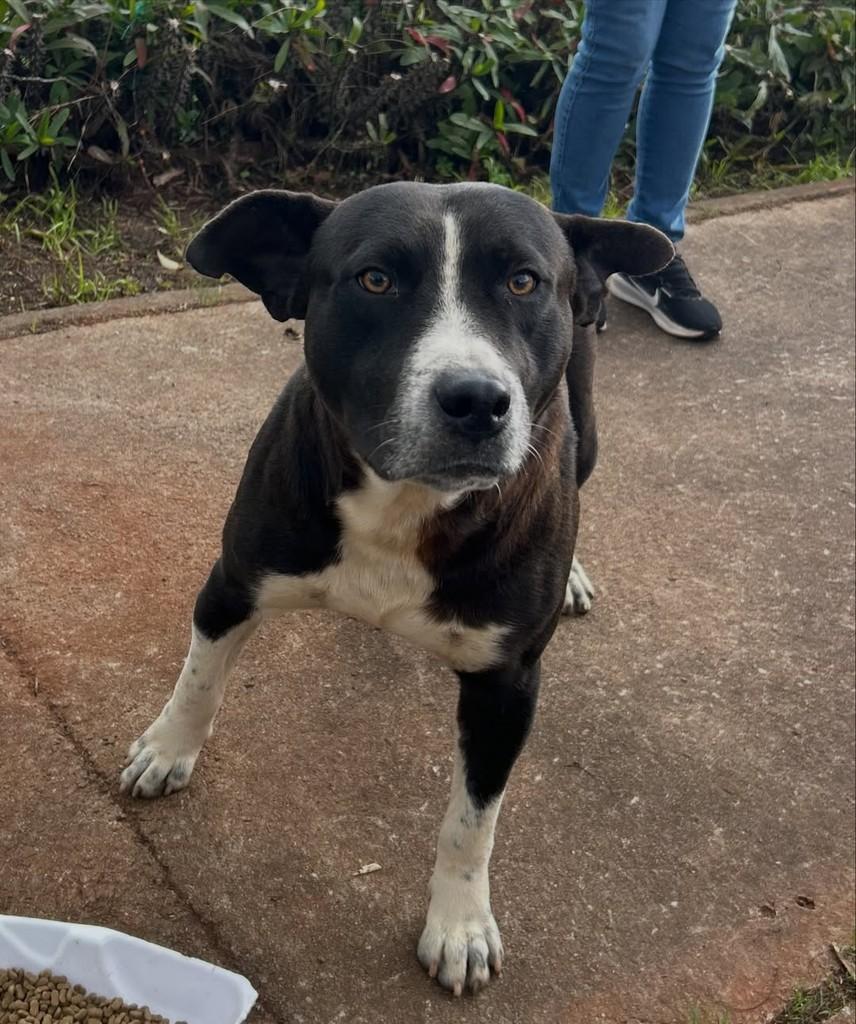 Pitt, cachorro de porte médio para adoção em Passo Fundo - RS — foto 3 de 4