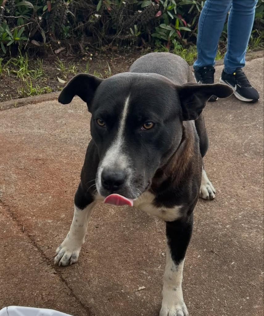 Pitt, cachorro de porte médio para adoção em Passo Fundo - RS — foto 4 de 4