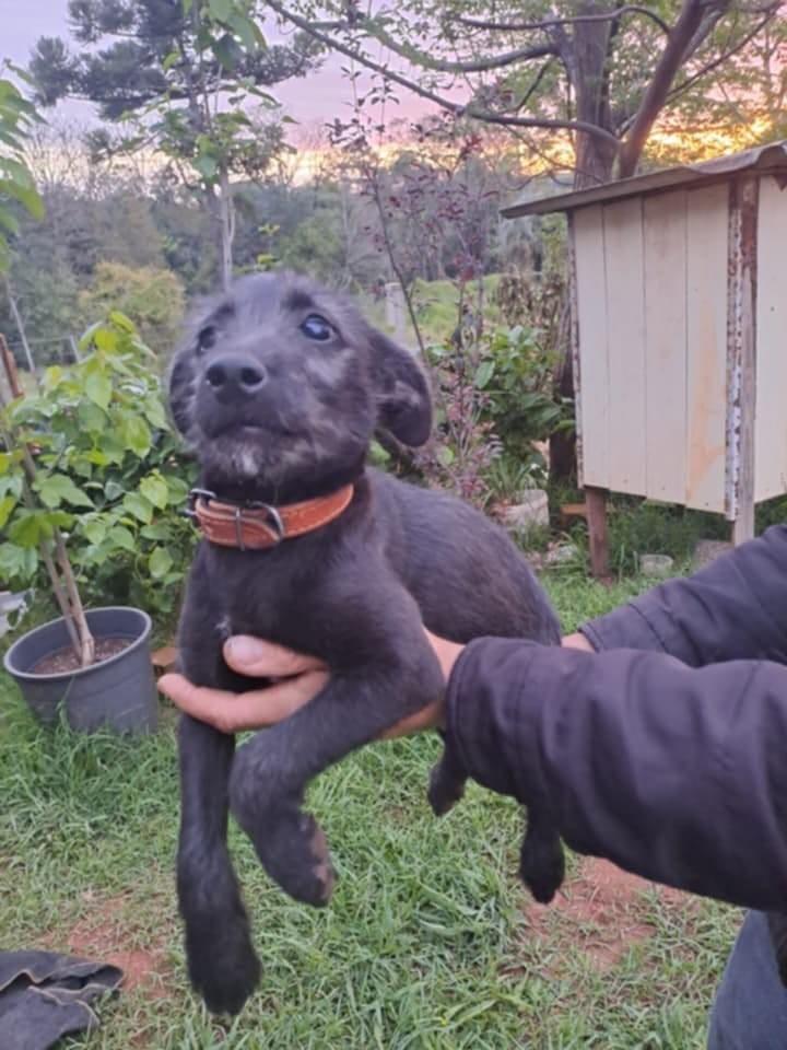Biscoito, cachorro de porte pequeno para adoção em Passo Fundo - RS