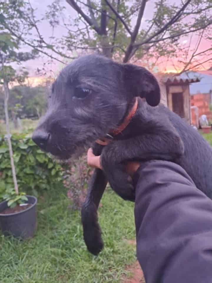 Biscoito, cachorro de porte pequeno para adoção em Passo Fundo - RS — foto 2 de 2