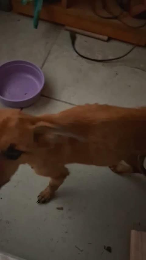 Patinha, cadela de porte pequeno para adoção em Passo Fundo - RS