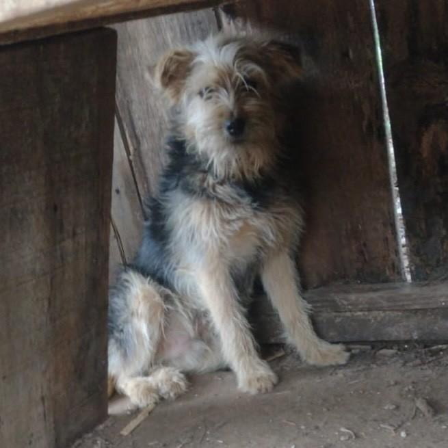 Theo, cachorro de porte pequeno para adoção em Passo Fundo - RS