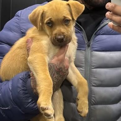 Mabel, cadela de porte médio para adoção em Passo Fundo - RS