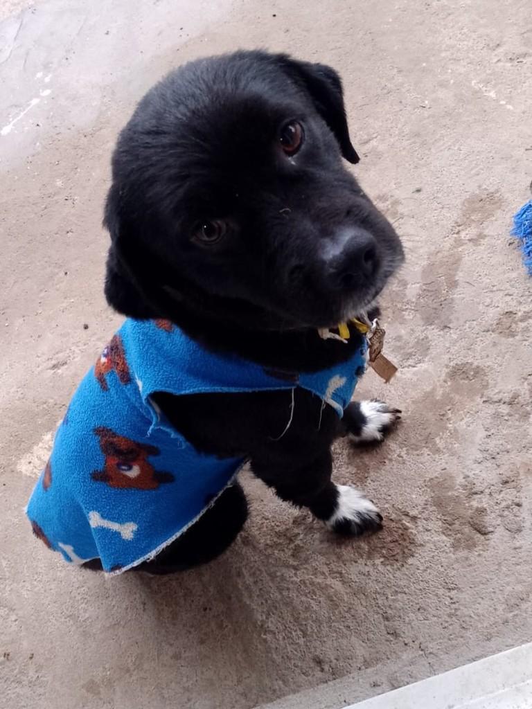 Sírio, cachorro de porte médio para adoção em Passo Fundo - RS