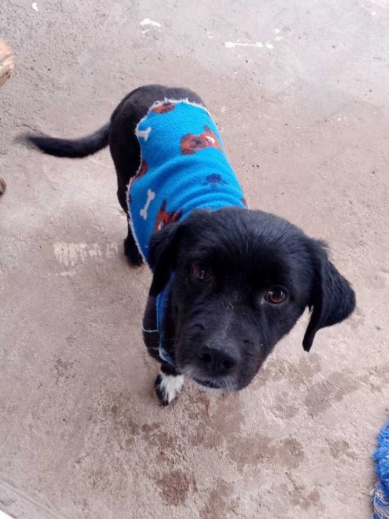 Sírio, cachorro de porte médio para adoção em Passo Fundo - RS — foto 2 de 4