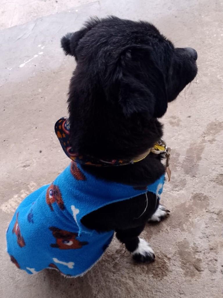 Sírio, cachorro de porte médio para adoção em Passo Fundo - RS — foto 3 de 4