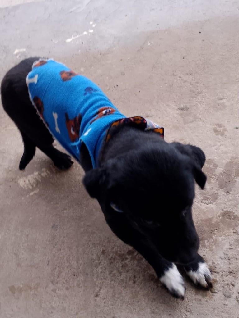 Sírio, cachorro de porte médio para adoção em Passo Fundo - RS — foto 4 de 4