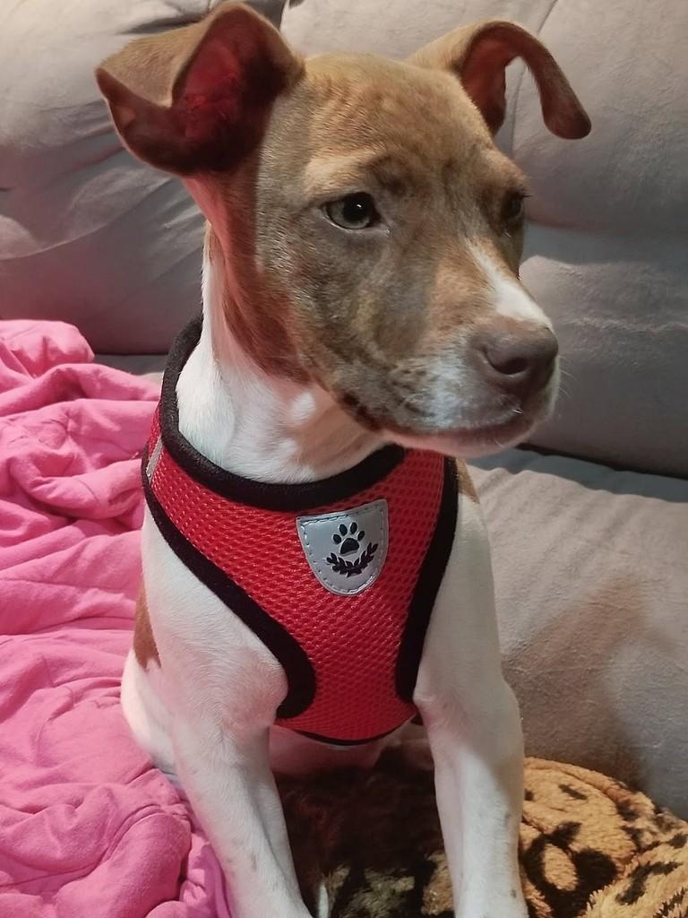Gamora, cadela de porte pequeno para adoção em Passo Fundo - RS