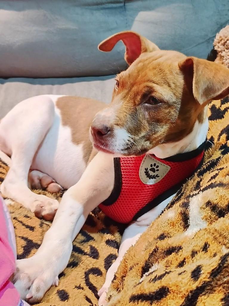 Gamora, cadela de porte pequeno para adoção em Passo Fundo - RS — foto 2 de 2