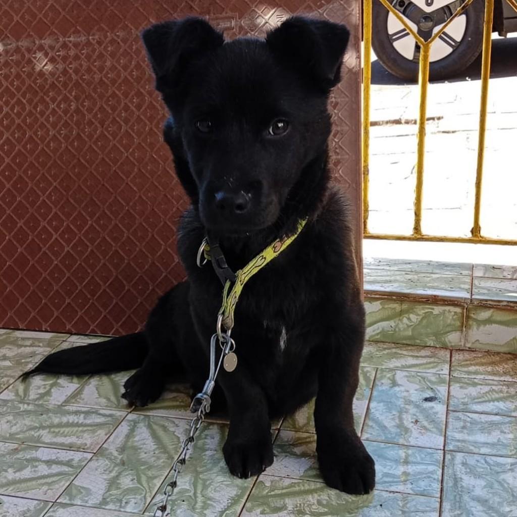 Castiel, cachorro de porte médio para adoção em Passo Fundo - RS