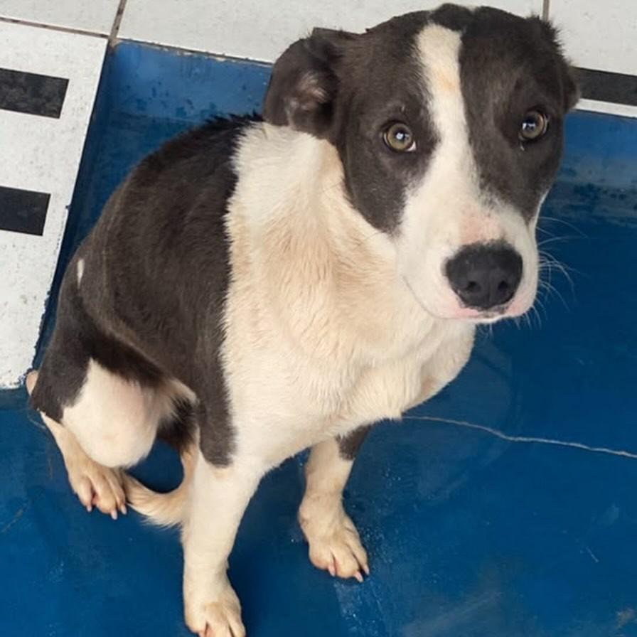 Lily, cadela de porte médio para adoção em Passo Fundo - RS