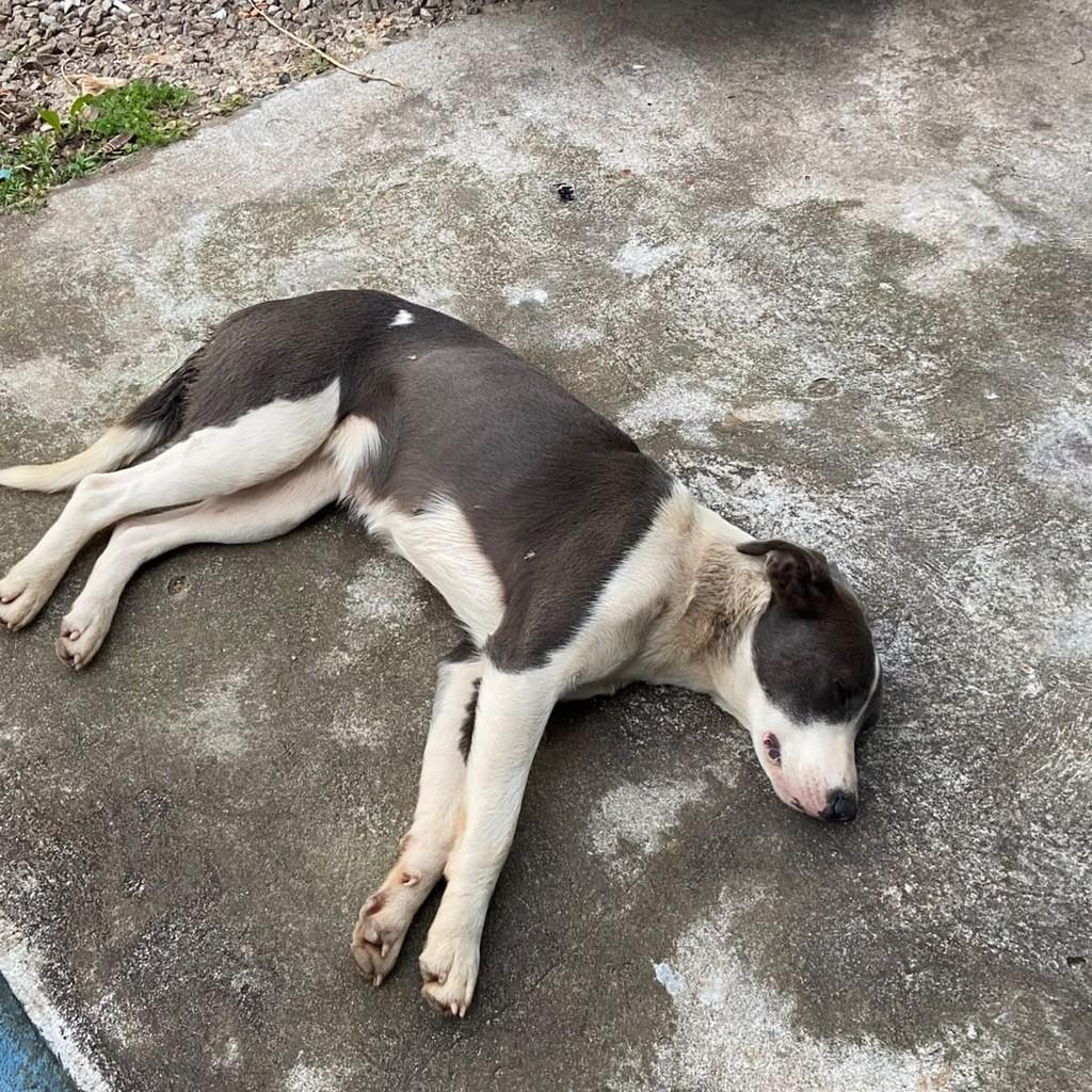 Lily, cadela de porte médio para adoção em Passo Fundo - RS — foto 3 de 3