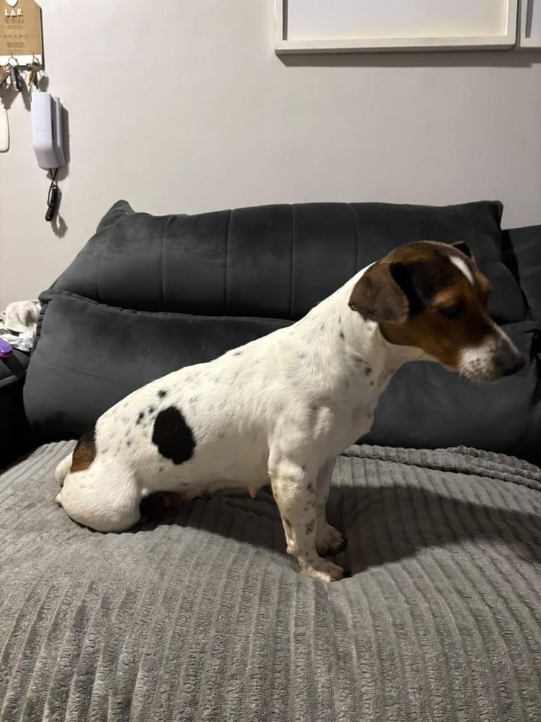Macarena, cadela de porte pequeno para adoção em Passo Fundo - RS — foto 2 de 7